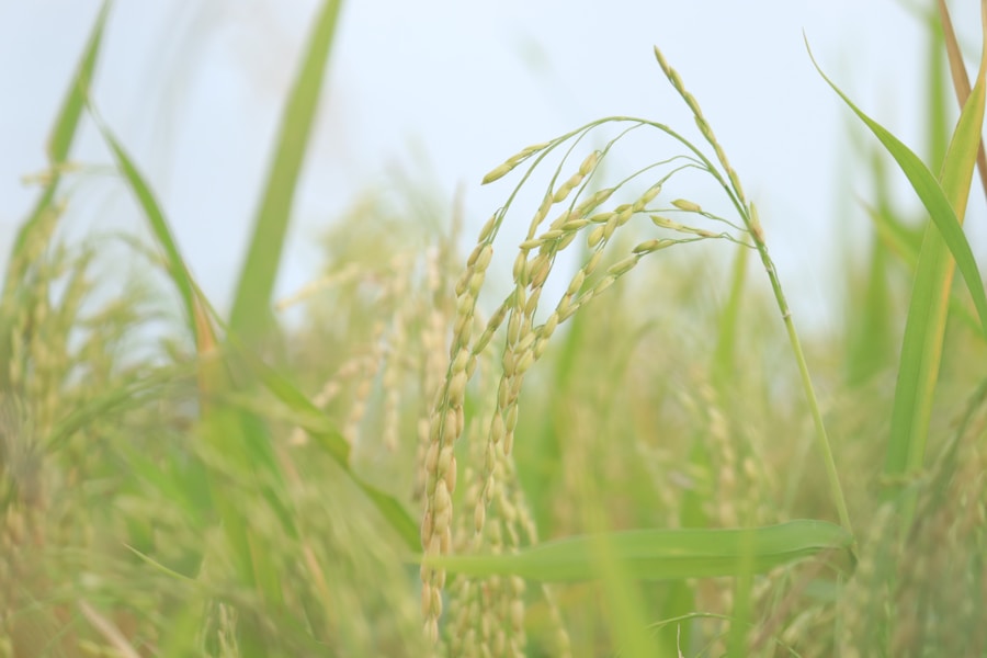 Ripening ears of rice in the paddy